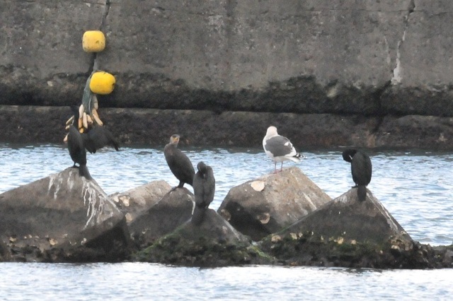 DSC_4566.JPG