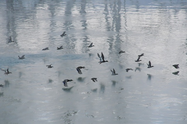 DSC_5218-1.JPG