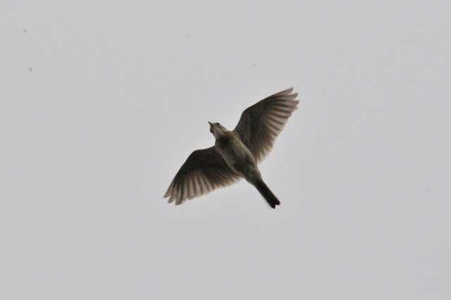 DSCN2470-5.JPG