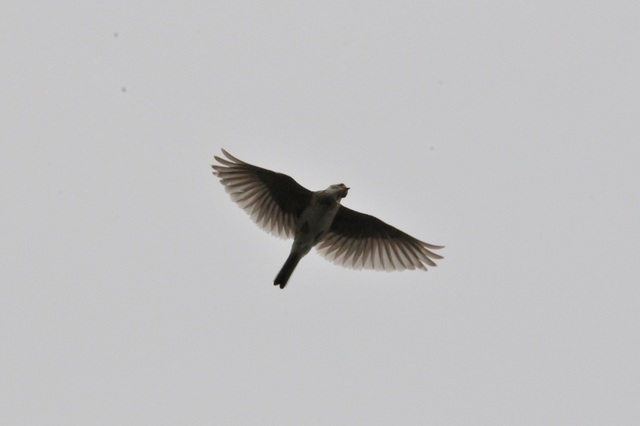 DSCN2470-6.JPG