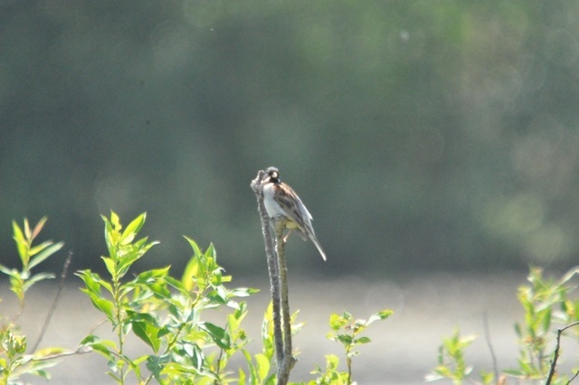 DSC_6022.JPG