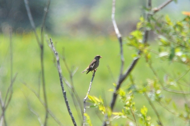 DSC_6038.JPG