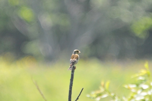 DSC_6040.JPG