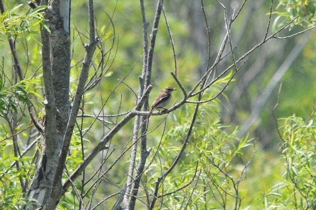DSC_6047.JPG