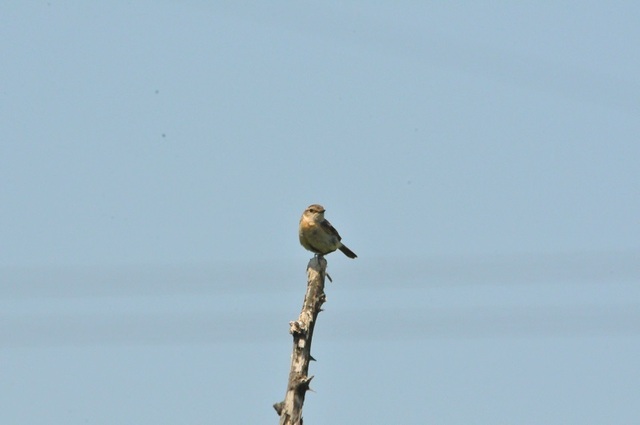 DSC_6049.JPG