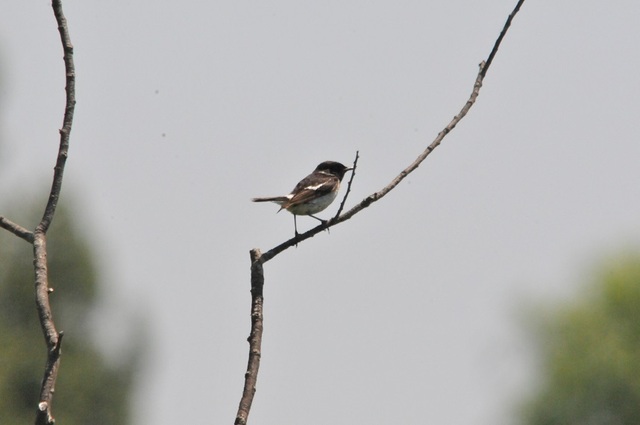 DSC_6051.JPG