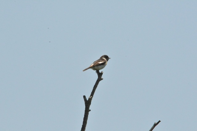 DSC_6054.JPG