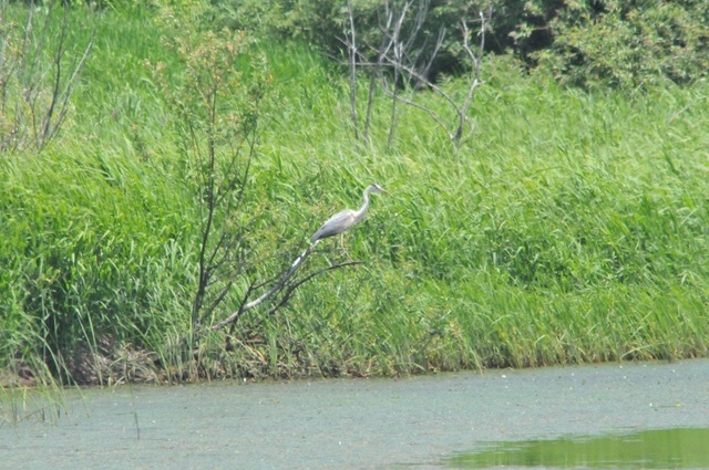 DSC_6055.JPG