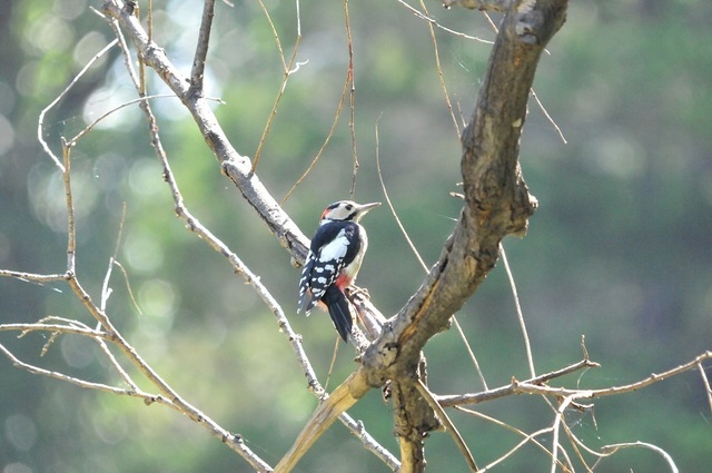 DSCN4229-2.JPG