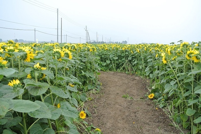 DSC_1126.JPG