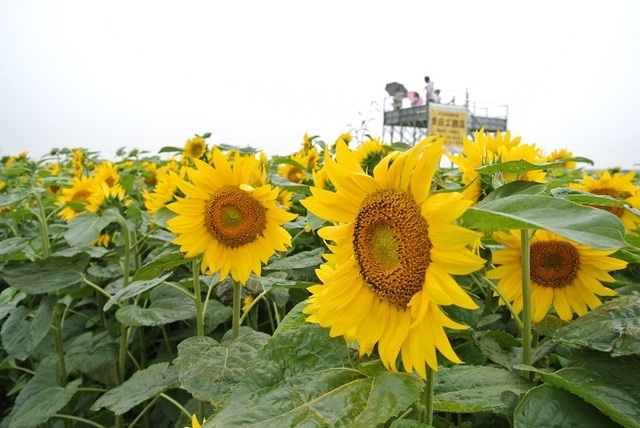 DSC_1136[.JPG