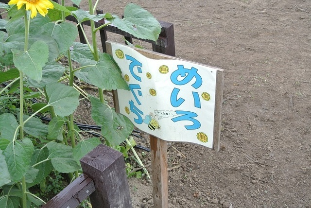 DSC_1146.JPG