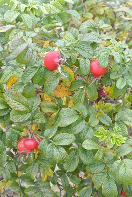 DSC_4260.JPG