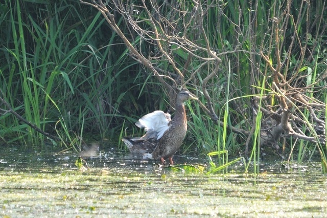 DSC_6344.JPG