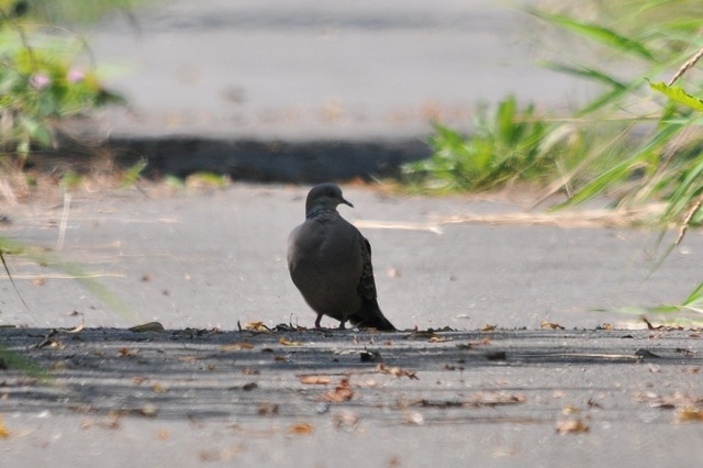 DSC_6348.JPG