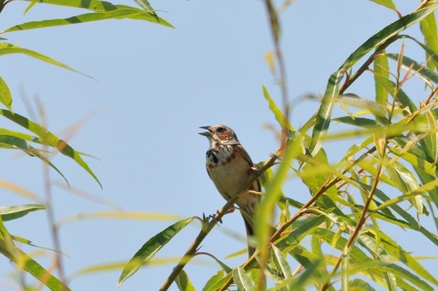 DSC_6349.JPG