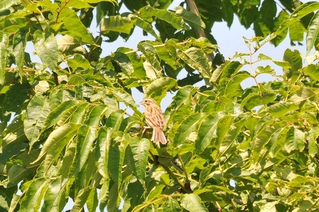 DSC_6350.JPG