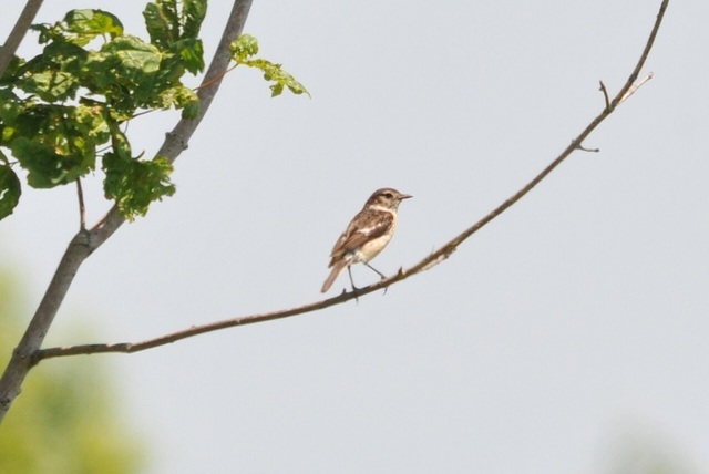 DSC_6353.JPG