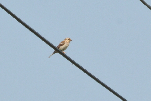 DSC_6354.JPG
