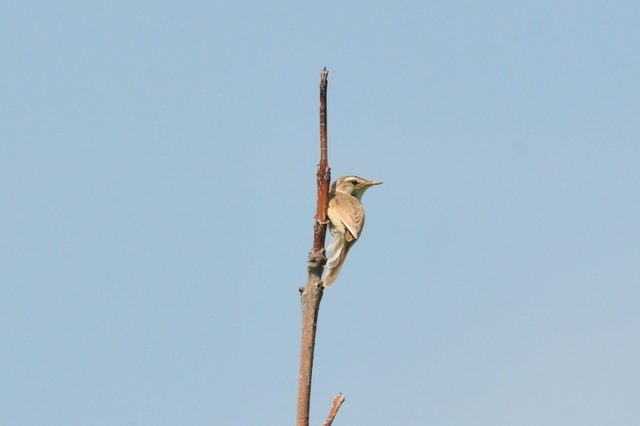 DSC_6355.JPG