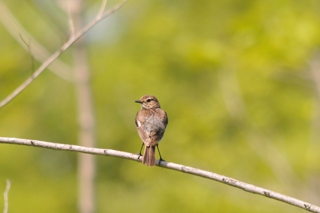 DSC_6356.JPG