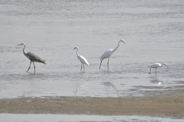 DSC_6576.JPG