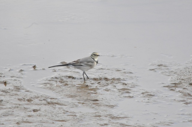 DSC_6588.JPG