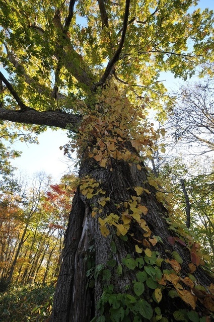 DSC_6885.JPG