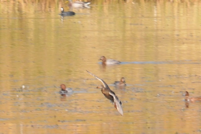 DSC_6983.JPG