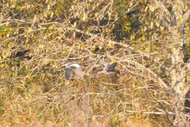 DSC_6985.JPG