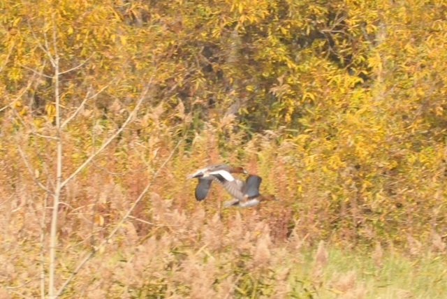 DSC_6986.JPG