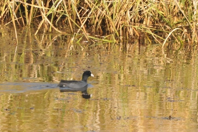 DSC_7980.JPG