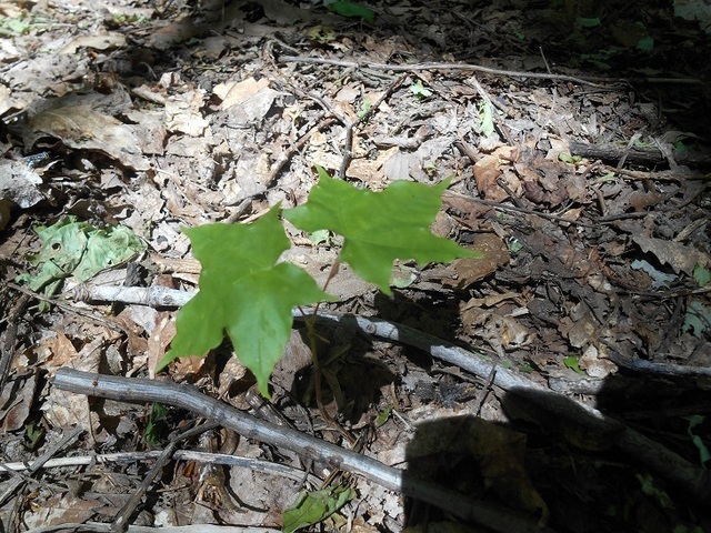 DSCN6582.JPG