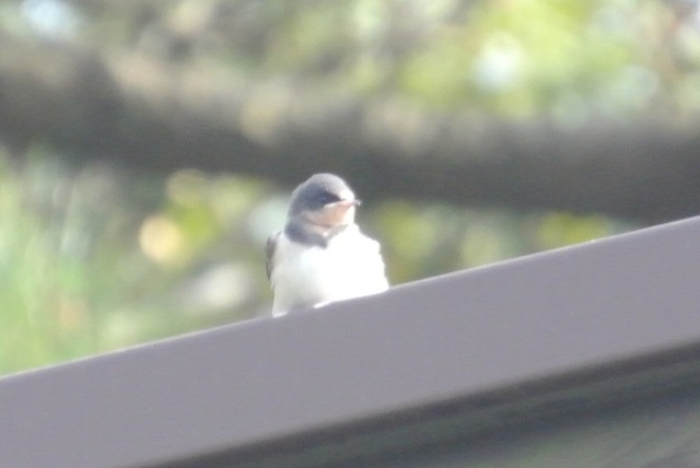DSC_0422.JPG