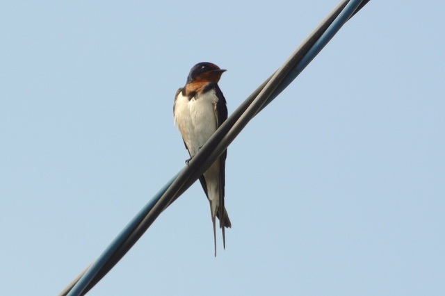 DSC_0432.JPG