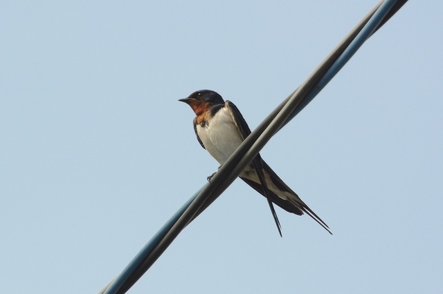 DSC_0433.JPG
