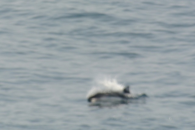 DSC_0510.JPG