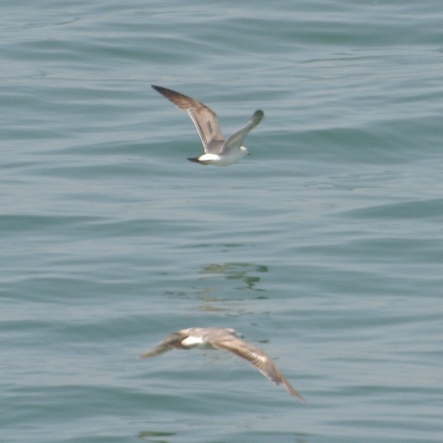 DSC_0529.JPG