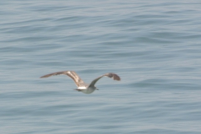 DSC_0531.JPG