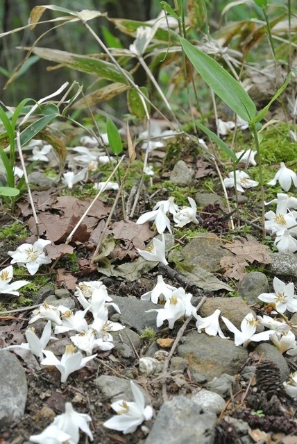 DSC_0650.JPG