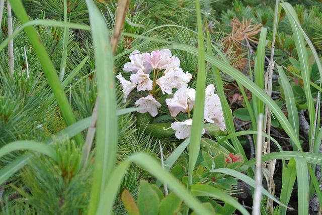 DSC_0697.JPG
