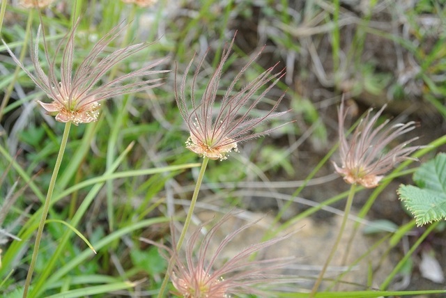 DSC_0701.JPG