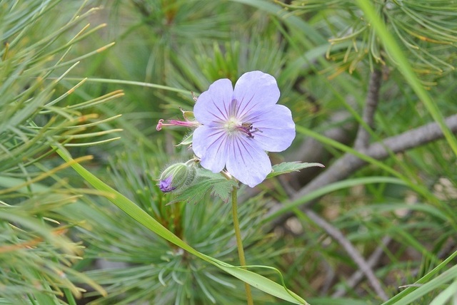 DSC_0740.JPG
