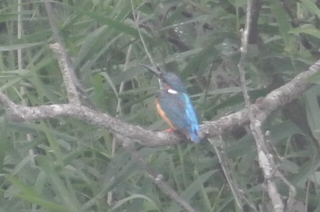 DSC_1318.JPG