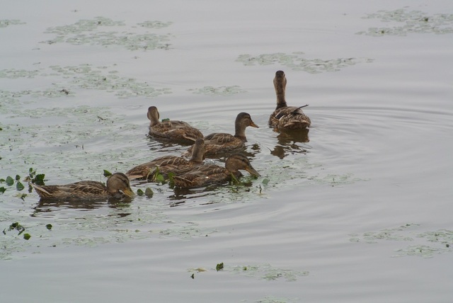 DSC_1331.JPG