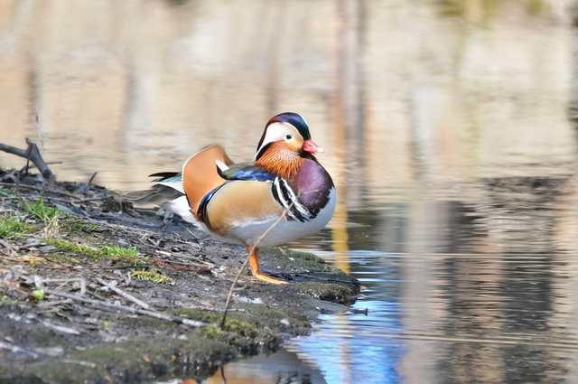 DSC_6602.JPG