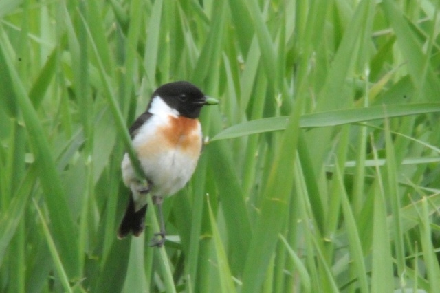 DSC_7122.JPG