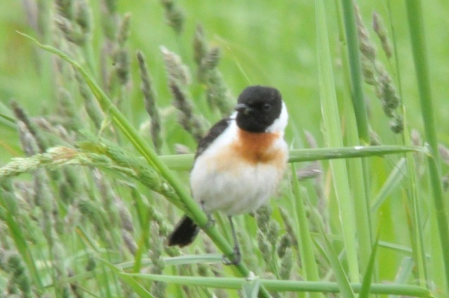DSC_7123.JPG