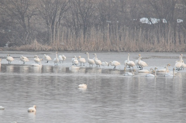 DSC_7275.JPG
