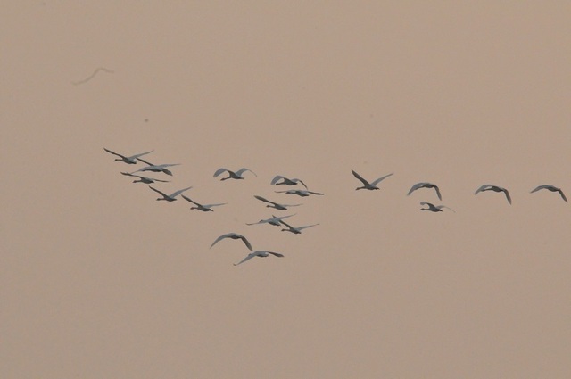 DSC_7286.JPG